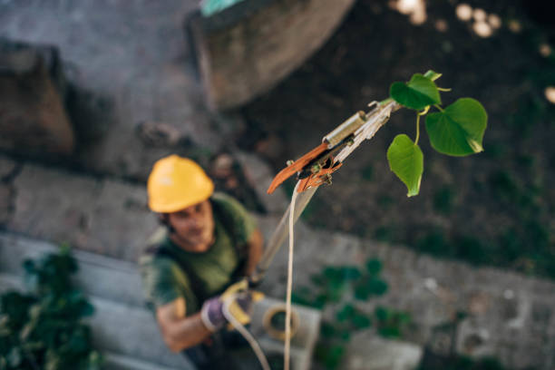 Tree Root Removal in Winter Garden, FL